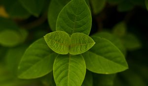 Preview wallpaper leaves, green, macro, plant, bush