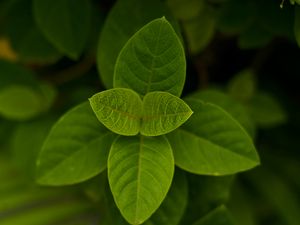Preview wallpaper leaves, green, macro, plant, bush
