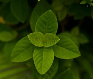 Preview wallpaper leaves, green, macro, plant, bush