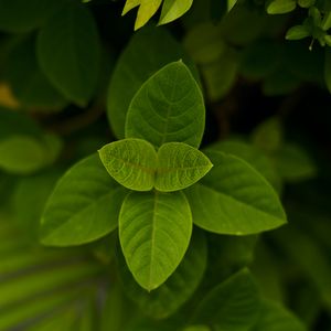 Preview wallpaper leaves, green, macro, plant, bush