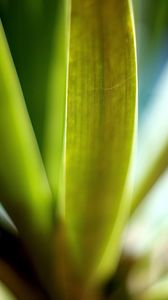 Preview wallpaper leaves, green, macro, light