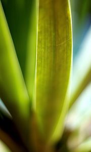 Preview wallpaper leaves, green, macro, light