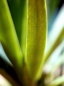 Preview wallpaper leaves, green, macro, light