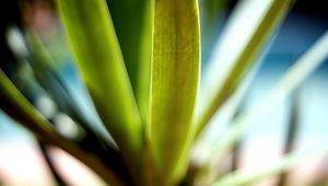 Preview wallpaper leaves, green, macro, light