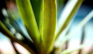 Preview wallpaper leaves, green, macro, light