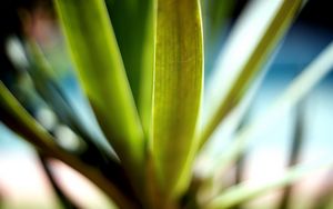 Preview wallpaper leaves, green, macro, light