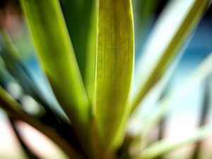 Preview wallpaper leaves, green, macro, light