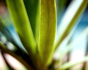 Preview wallpaper leaves, green, macro, light