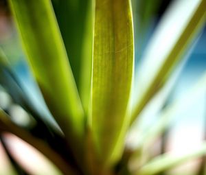 Preview wallpaper leaves, green, macro, light