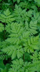 Preview wallpaper leaves, green, plant, nature, aerial view