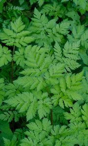 Preview wallpaper leaves, green, plant, nature, aerial view