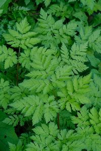 Preview wallpaper leaves, green, plant, nature, aerial view