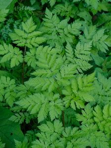 Preview wallpaper leaves, green, plant, nature, aerial view
