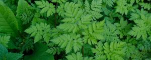 Preview wallpaper leaves, green, plant, nature, aerial view