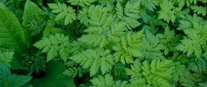 Preview wallpaper leaves, green, plant, nature, aerial view