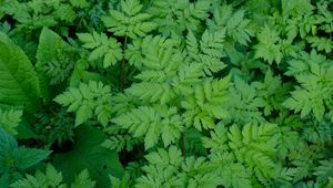Preview wallpaper leaves, green, plant, nature, aerial view