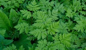 Preview wallpaper leaves, green, plant, nature, aerial view