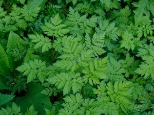 Preview wallpaper leaves, green, plant, nature, aerial view