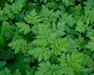 Preview wallpaper leaves, green, plant, nature, aerial view