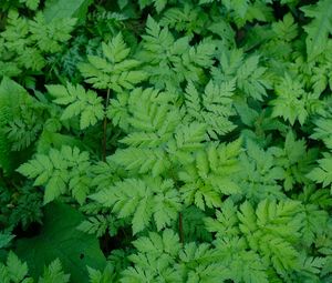 Preview wallpaper leaves, green, plant, nature, aerial view