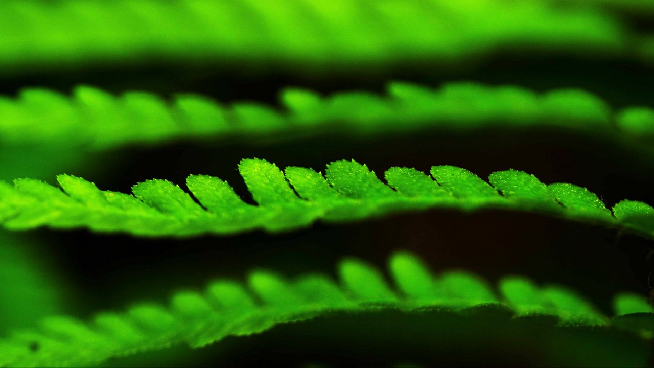 Wallpaper leaves, green, plant, blur, macro
