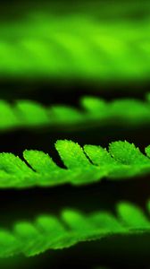 Preview wallpaper leaves, green, plant, blur, macro