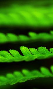 Preview wallpaper leaves, green, plant, blur, macro