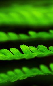 Preview wallpaper leaves, green, plant, blur, macro