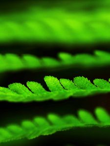 Preview wallpaper leaves, green, plant, blur, macro