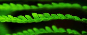 Preview wallpaper leaves, green, plant, blur, macro