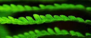 Preview wallpaper leaves, green, plant, blur, macro