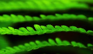 Preview wallpaper leaves, green, plant, blur, macro