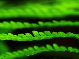 Preview wallpaper leaves, green, plant, blur, macro