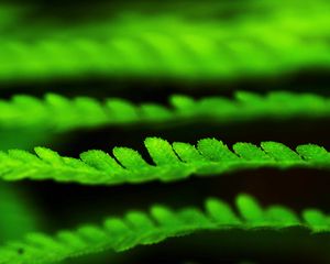 Preview wallpaper leaves, green, plant, blur, macro