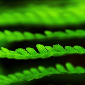 Preview wallpaper leaves, green, plant, blur, macro