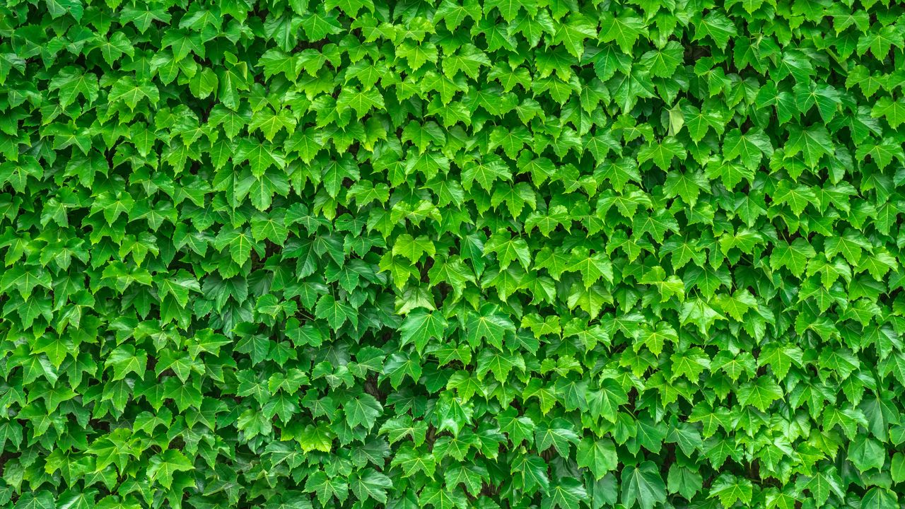 Wallpaper leaves, green, plant
