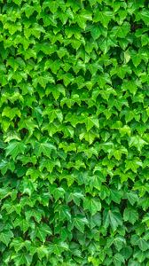 Preview wallpaper leaves, green, plant