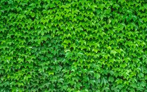 Preview wallpaper leaves, green, plant