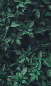 Preview wallpaper leaves, green, plant