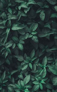 Preview wallpaper leaves, green, plant