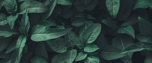 Preview wallpaper leaves, green, plant