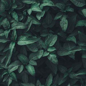 Preview wallpaper leaves, green, plant