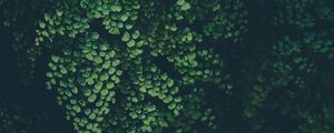 Preview wallpaper leaves, green, plant, blur