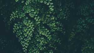 Preview wallpaper leaves, green, plant, blur