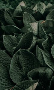 Preview wallpaper leaves, green, plant, garden