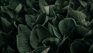 Preview wallpaper leaves, green, plant, garden