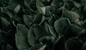Preview wallpaper leaves, green, plant, garden