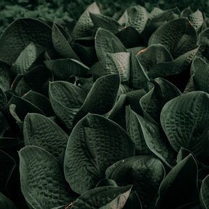 Preview wallpaper leaves, green, plant, garden