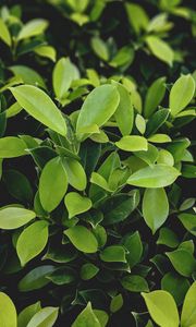 Preview wallpaper leaves, green, plant, branches