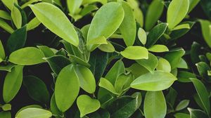 Preview wallpaper leaves, green, plant, branches